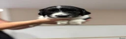 English Springer Spaniel dogs for sale:  KC registered English springer spaniel puppies - Advert 37