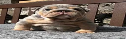 English Bulldog dogs for sale: Beautiful English bulldog puppies - Advert 27