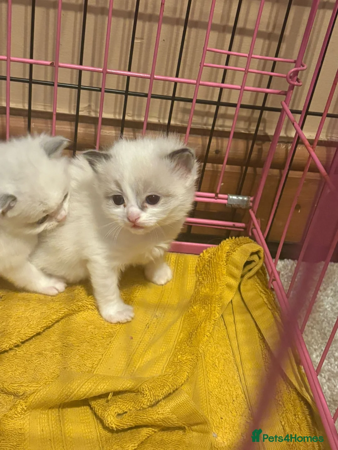 Ragdoll cats for sale: Female ragdoll - Advert 1