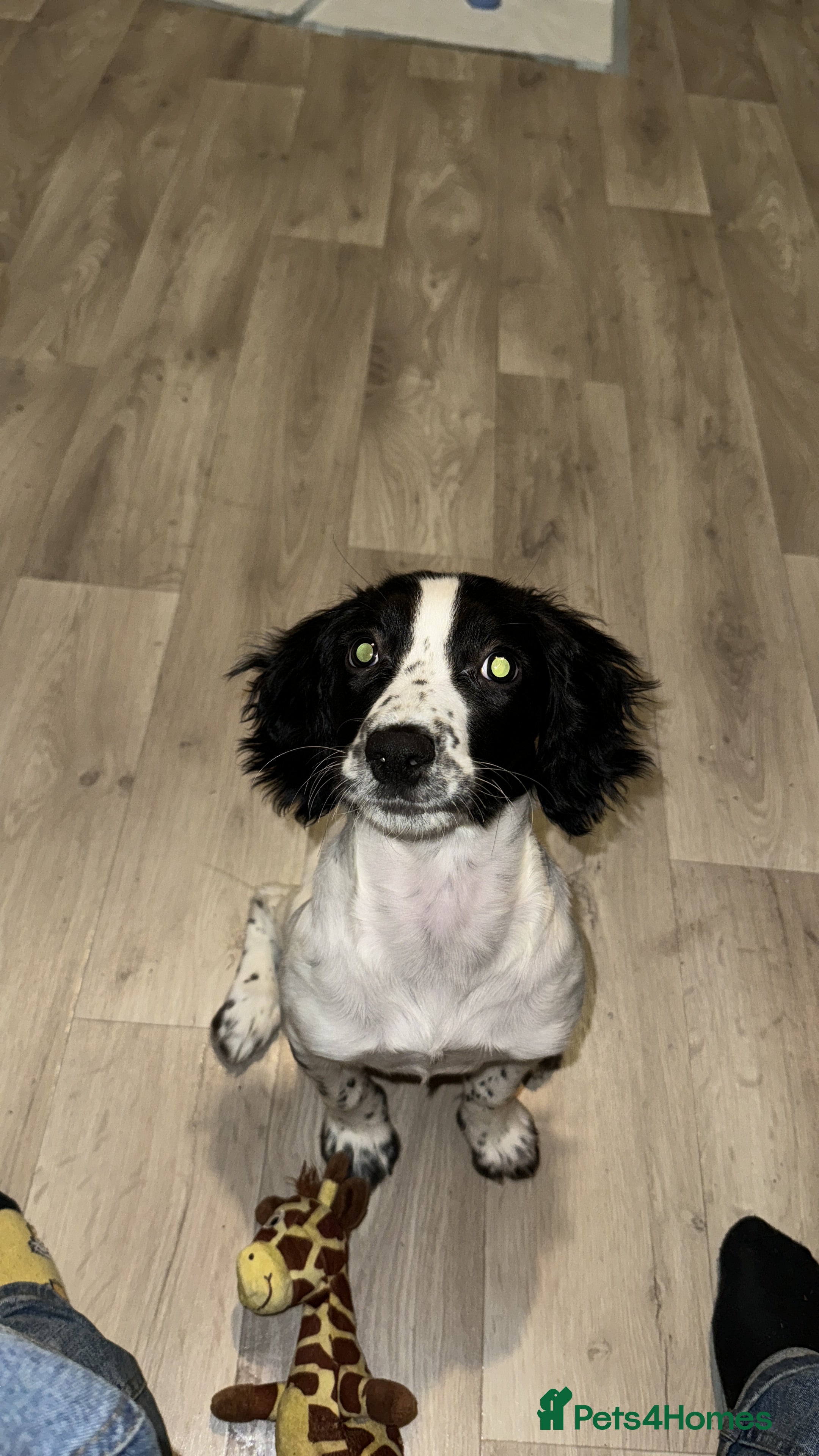 Sprocker dogs Energetic sprocker girl  - Advert 3