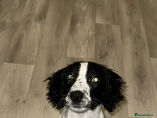 Sprocker dogs Energetic sprocker girl - Advert 2