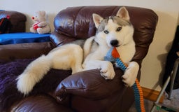 Siberian Husky dogs for stud: Siberian Husky (Bim) for stud. - Image 8