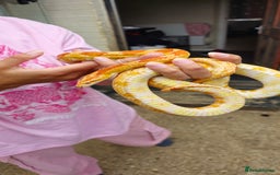 Corn Snake reptiles for sale: Corn Snakes  - Image 5