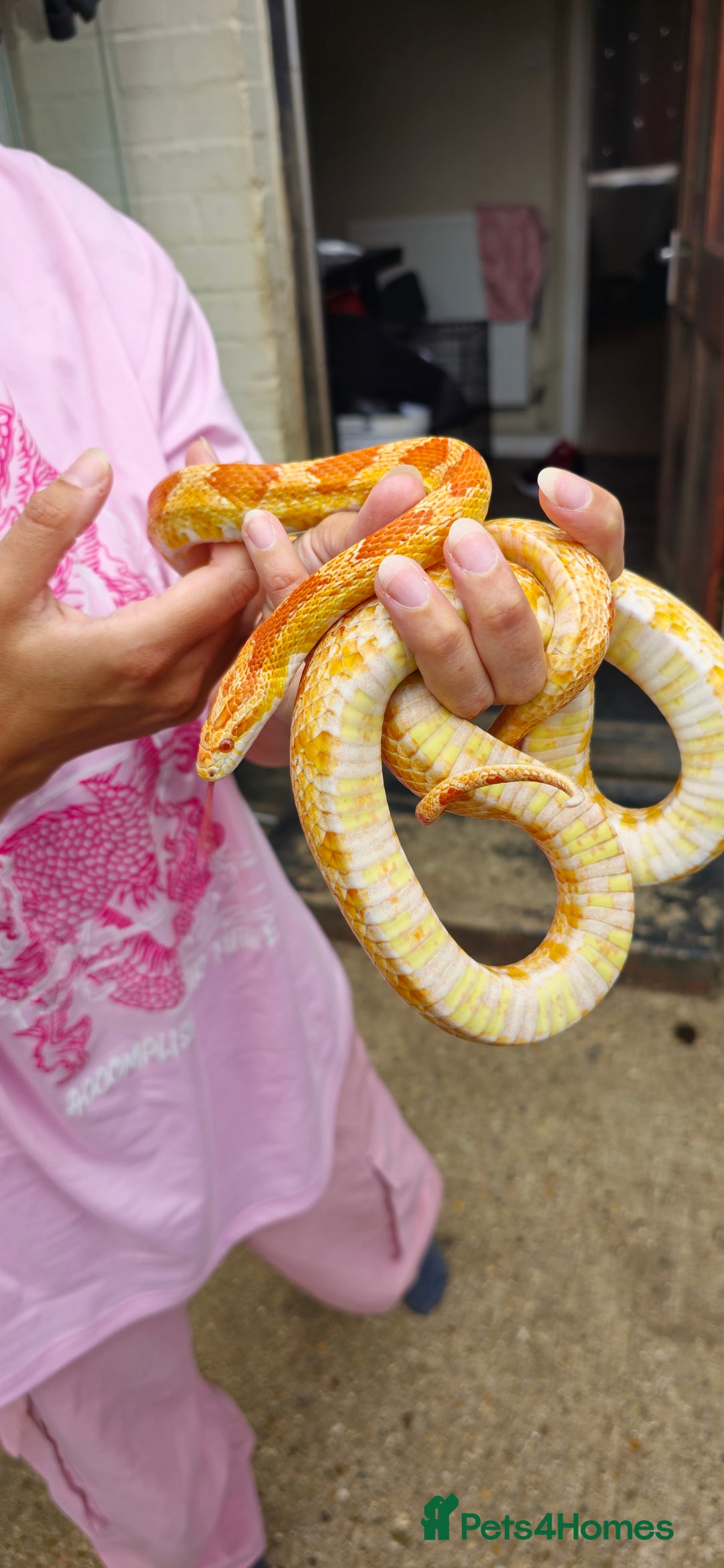 Corn Snake reptiles for sale: Corn Snakes  - Image 5