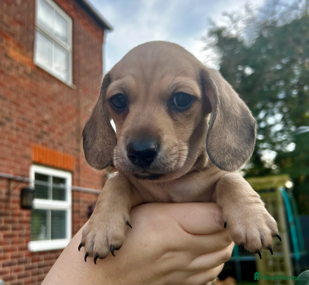 Miniature Dachshund dogs for sale: Only 1 left. KC registered mini dachshund puppies  - Advert 1