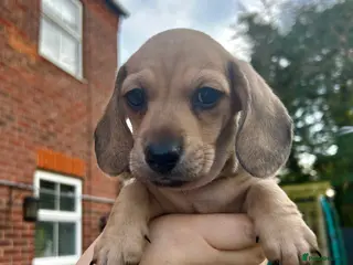 Miniature Dachshund dogs Only 1 left. KC registered mini dachshund puppies - Advert 18