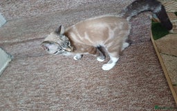 Domestic Shorthair cats for sale: Lynx Point Siamese Tabby mix  - Advert 7