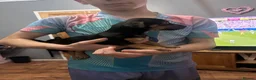 Jack Russell dogs for sale: Two beautiful pups looking for their forever homes - Advert 3
