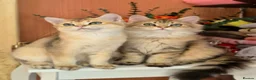 British Longhair cats for sale: British Longhair/Shorthair black golden shaded  - Advert 5