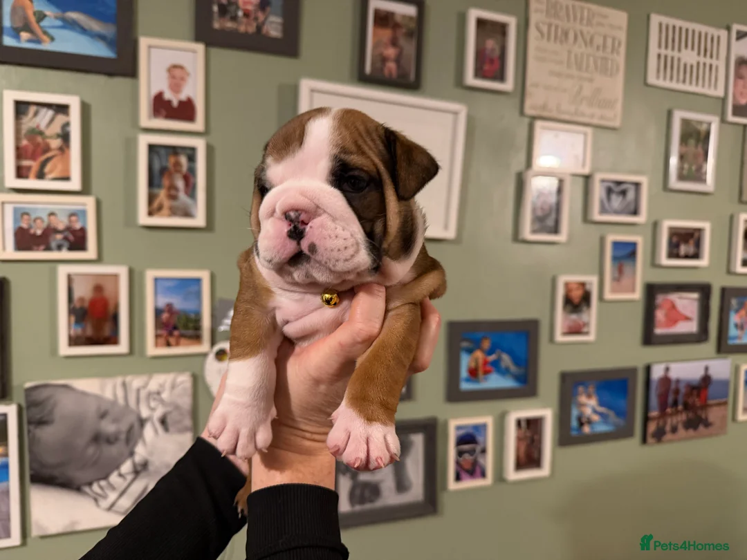 English Bulldog dogs for sale: 🌸💙 top blood line English bulldogs 🌸💙❤️ - Advert 40