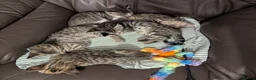 Bengal cats for sale: 😻😻 Beautiful Bengal Cross Kittens For Sale 😻😻 - Advert 2