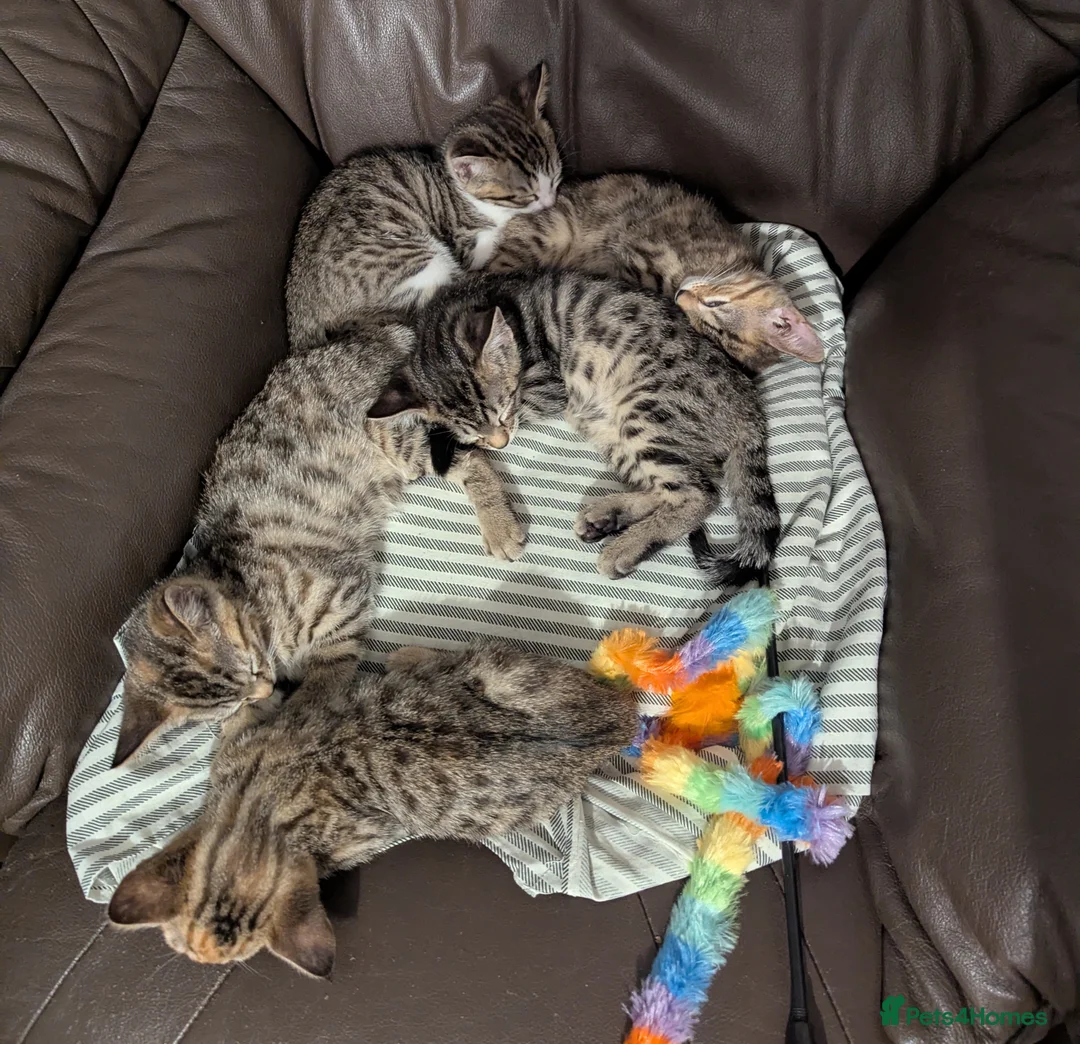 Bengal cats for sale: 😻😻 Beautiful Bengal Cross Kittens For Sale 😻😻 - Advert 2
