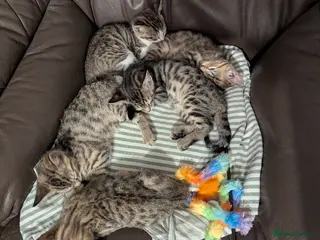 Bengal cats 😻😻 Beautiful Bengal Cross Kittens For Sale 😻😻 - Advert 3