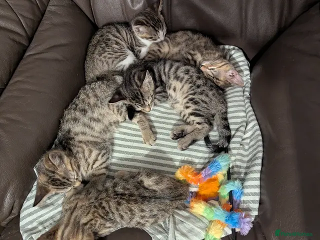 Bengal cats 😻😻 Beautiful Bengal Cross Kittens For Sale 😻😻 - Advert 7