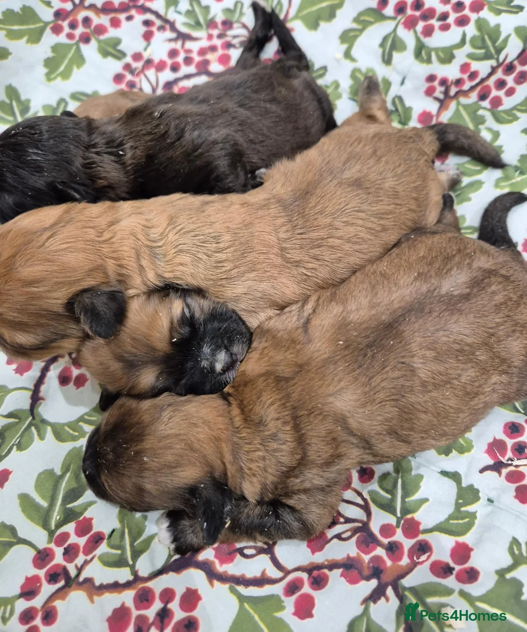 Shihpoo dogs for sale: Shihpoo Puppies - Advert 2