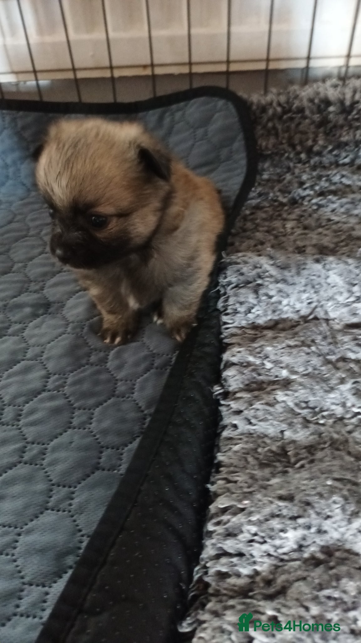 Pomeranian dogs for sale: 4 boy pomeranian, Russian line - Advert 6