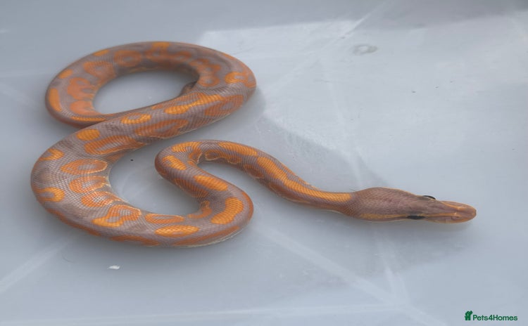 Python Snake reptiles - Advert 9
