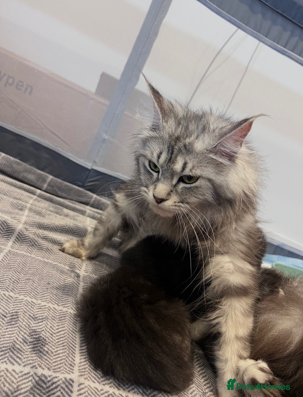 Maine Coon cats Stunning maine coons - Advert 1