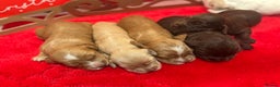 Cocker Spaniel dogs for sale: Working Cocker pups  - Advert 3