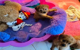 Cavapoo dogs for sale: F1 cavapoo,puppies, girls and boys available - Image 7