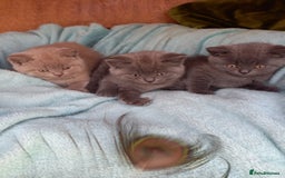 British Shorthair cats for sale: Super GCCF Registered Kittens - Image 10