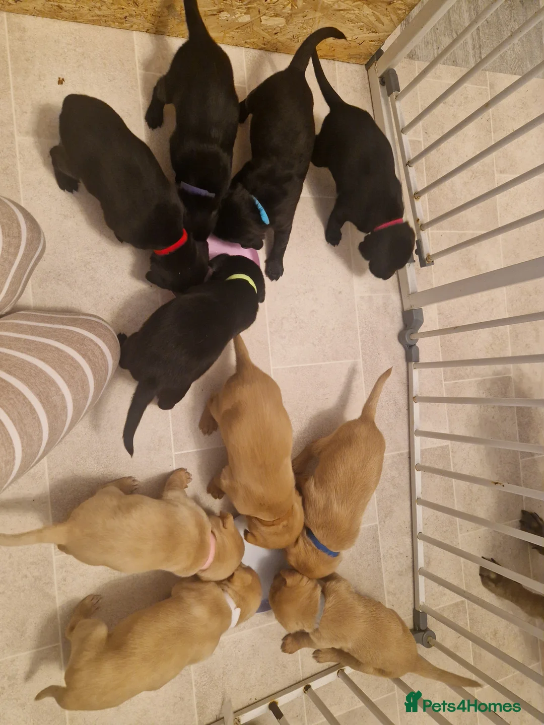 Labrador Retriever dogs for sale: Labrador puppies  - Advert 25