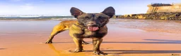 Belgian Shepherd Dog dogs for stud: Belgian malinois for stud in Newcastle upon Tyne - Advert 7