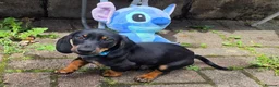 Dachshund dogs for sale: Mega cute half long haired dachshund puppies  - Advert 4