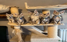 Maine Coon cats for sale: Stunning Maine Coon kittens  - Image 7