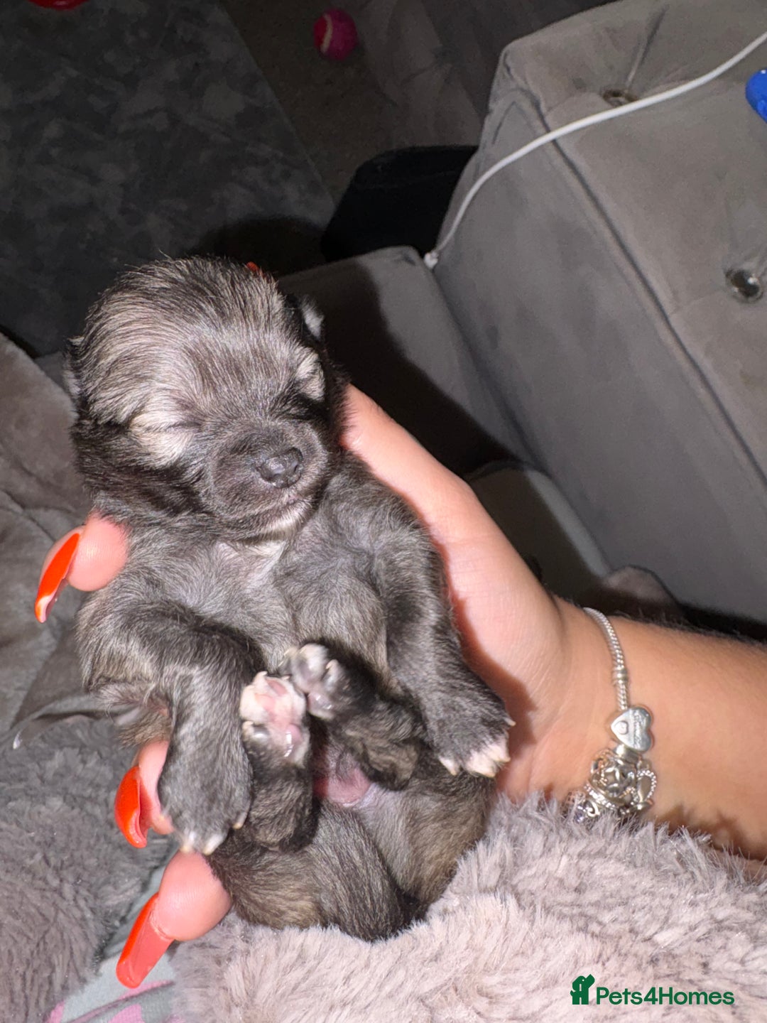 Pomeranian dogs for sale: Miniature Pomeranian puppies - Advert 3