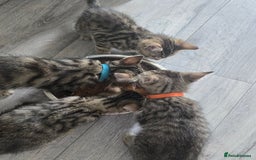 Mixed Breed cats for sale: 3 Beautiful Male Tabbies for Sale - Image 1