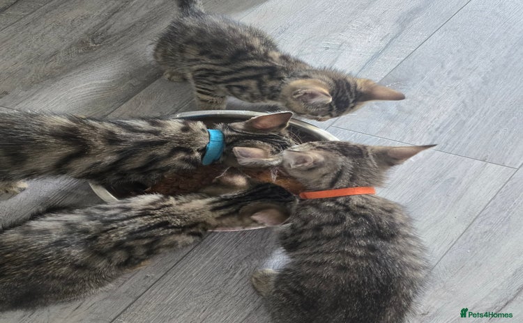 Mixed Breed cats - Advert 1