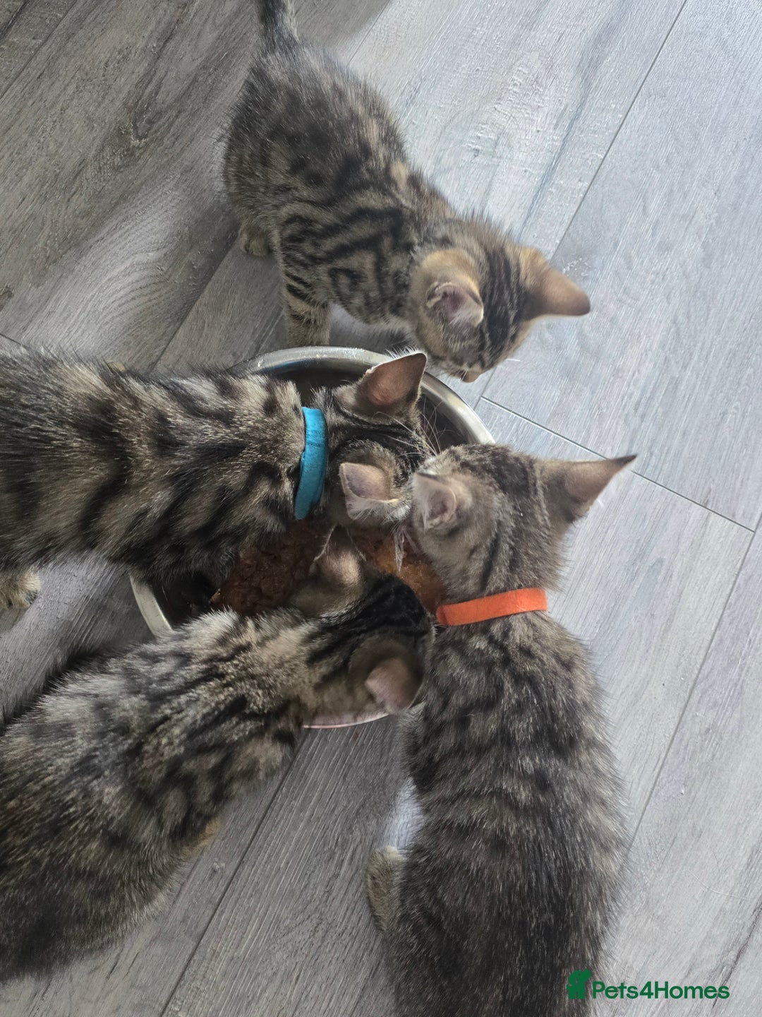 Mixed Breed cats for sale: 3 Beautiful Male Tabbies for Sale - Image 1