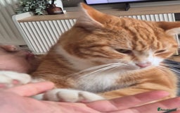 Mixed Breed cats for sale: Murphy looking for a new home - Image 5