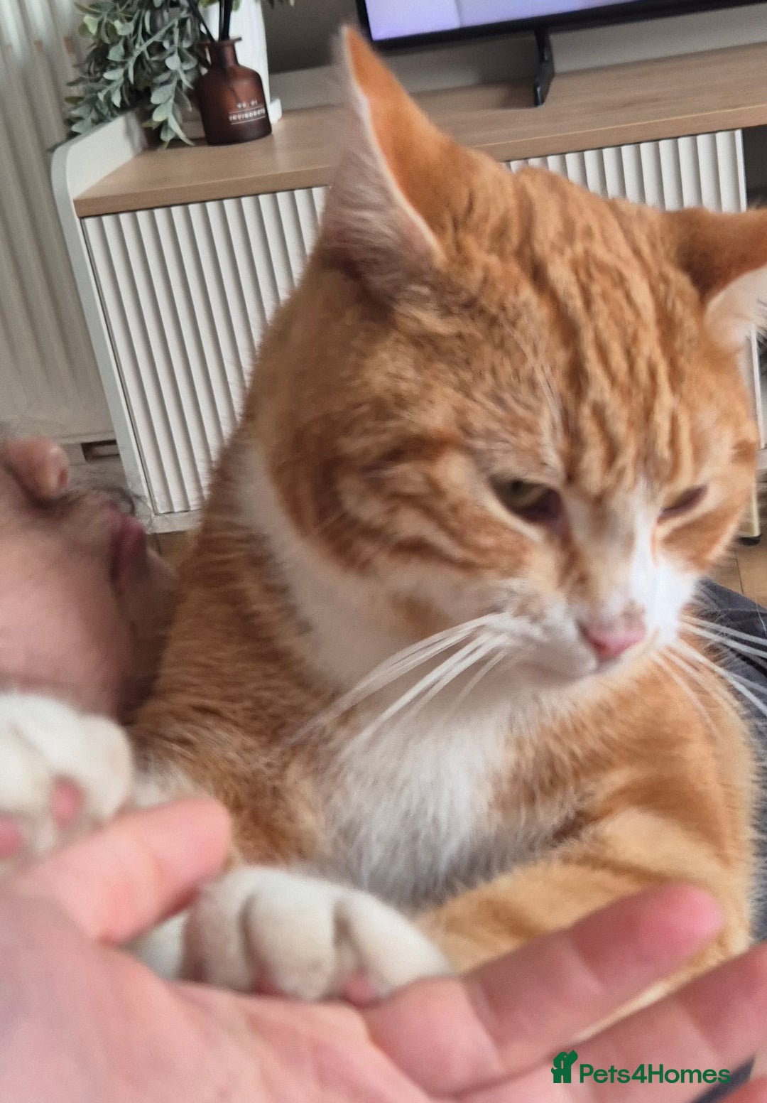 Mixed Breed cats for sale: Murphy looking for a new home - Image 5