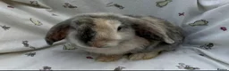 Dwarf Lop rabbits for sale: Beautiful Dwarf Lop Bunnies - Advert 22