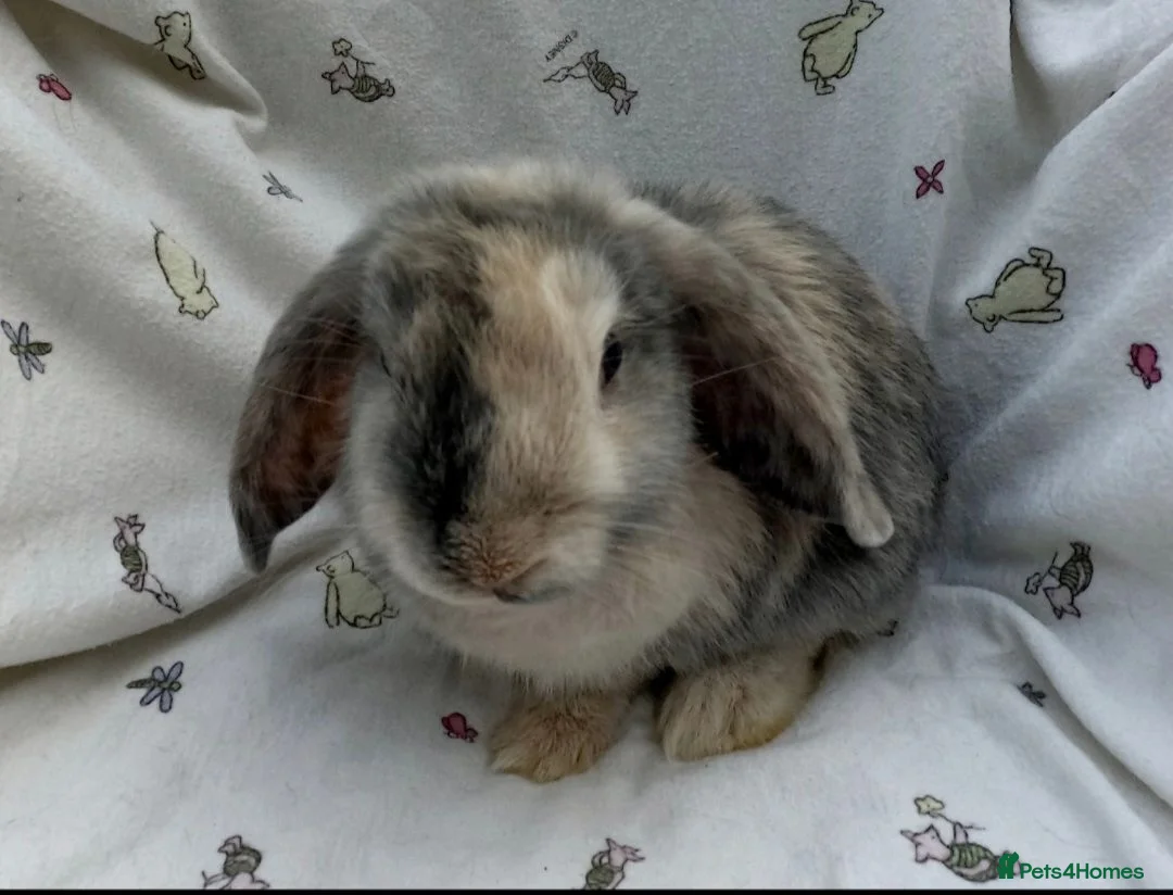 Dwarf Lop rabbits for sale: Beautiful Dwarf Lop Bunnies - Advert 22