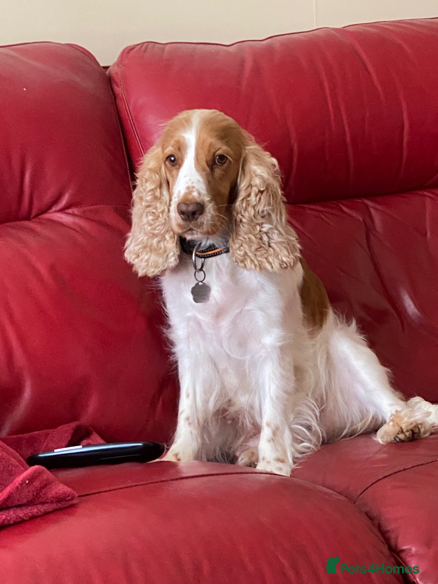 Cocker Spaniel dogs Show cocker puppies for sale - Advert 2