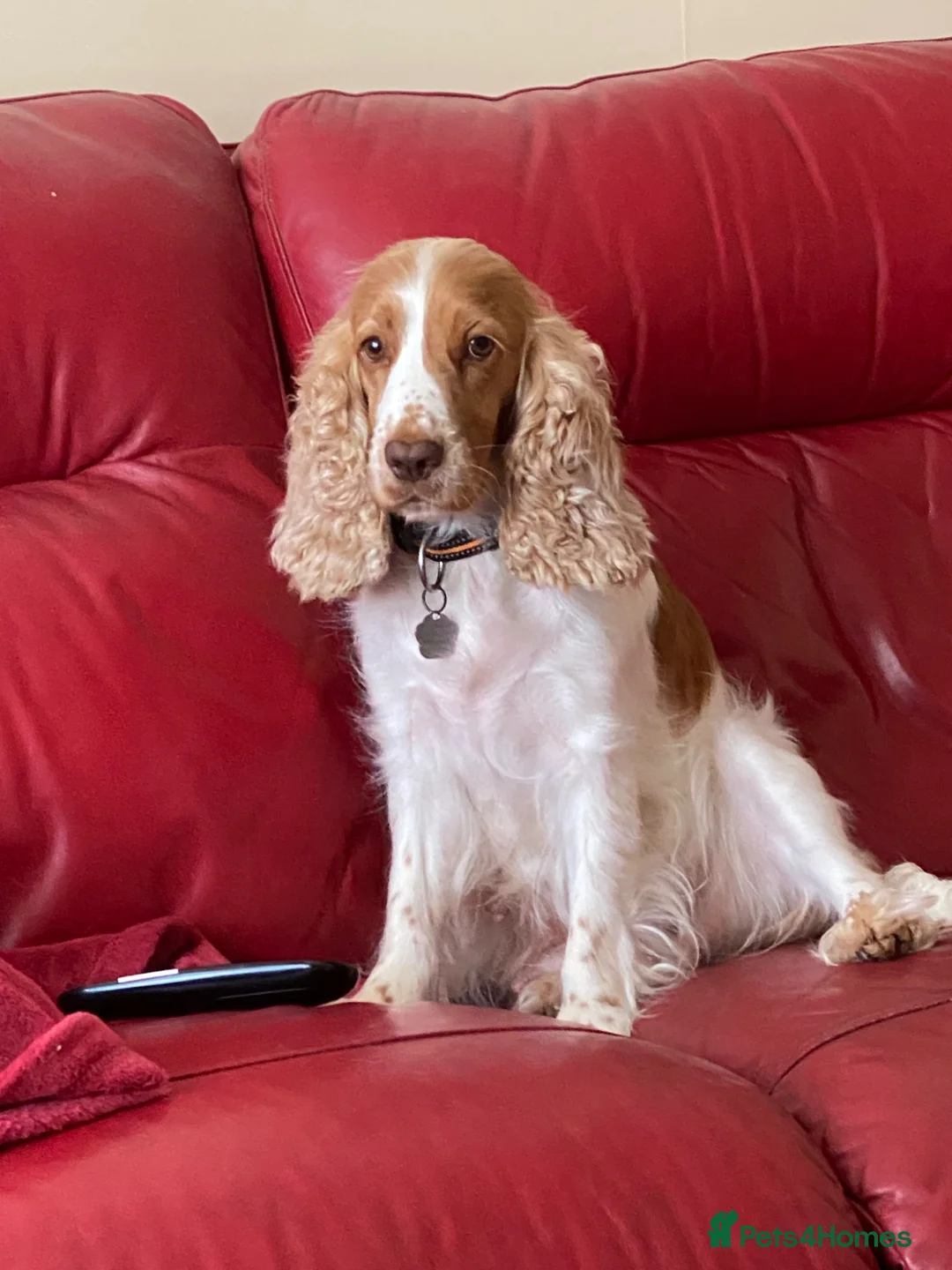 Cocker Spaniel dogs for sale: Show cocker puppies for sale - Advert 2