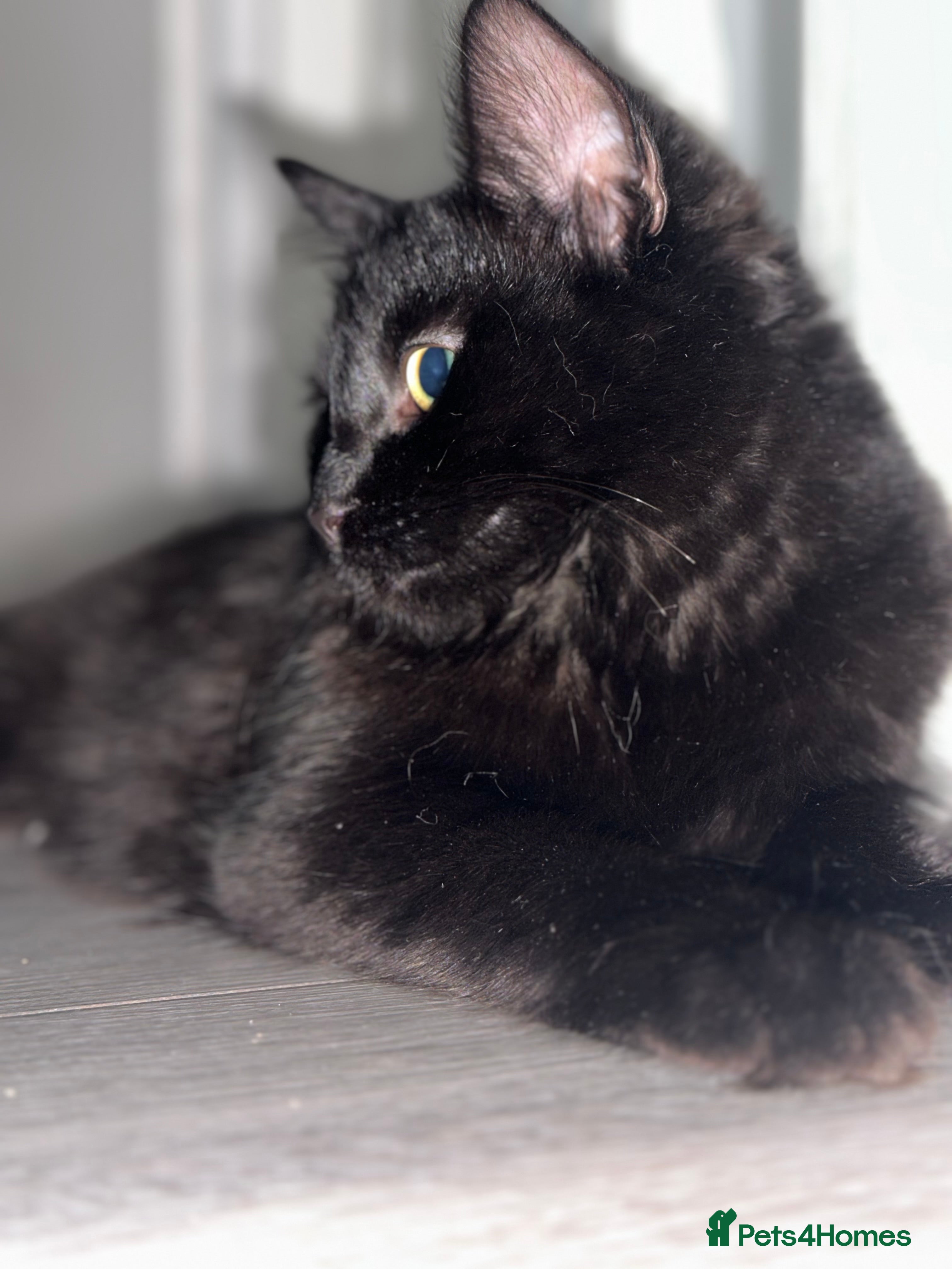 Maine Coon cats Beautiful Maincoon cross kitten for sell - Advert 7