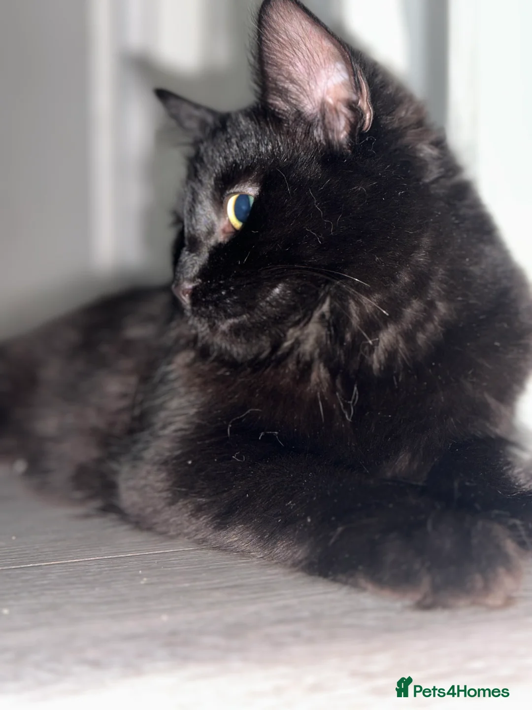 Maine Coon cats for sale: Beautiful Maincoon cross kitten for sell - Advert 8