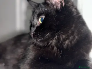 Maine Coon cats Beautiful Maincoon cross kitten for sell - Advert 7