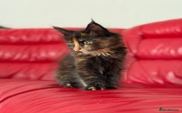 Maine Coon cats for sale: 2 GIRLS LEFT Purebred Maine Coon Kittens Blackburn - Image 21