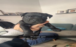 Cane Corso dogs for sale: Beautiful Cane Corso Puppies - Image 1