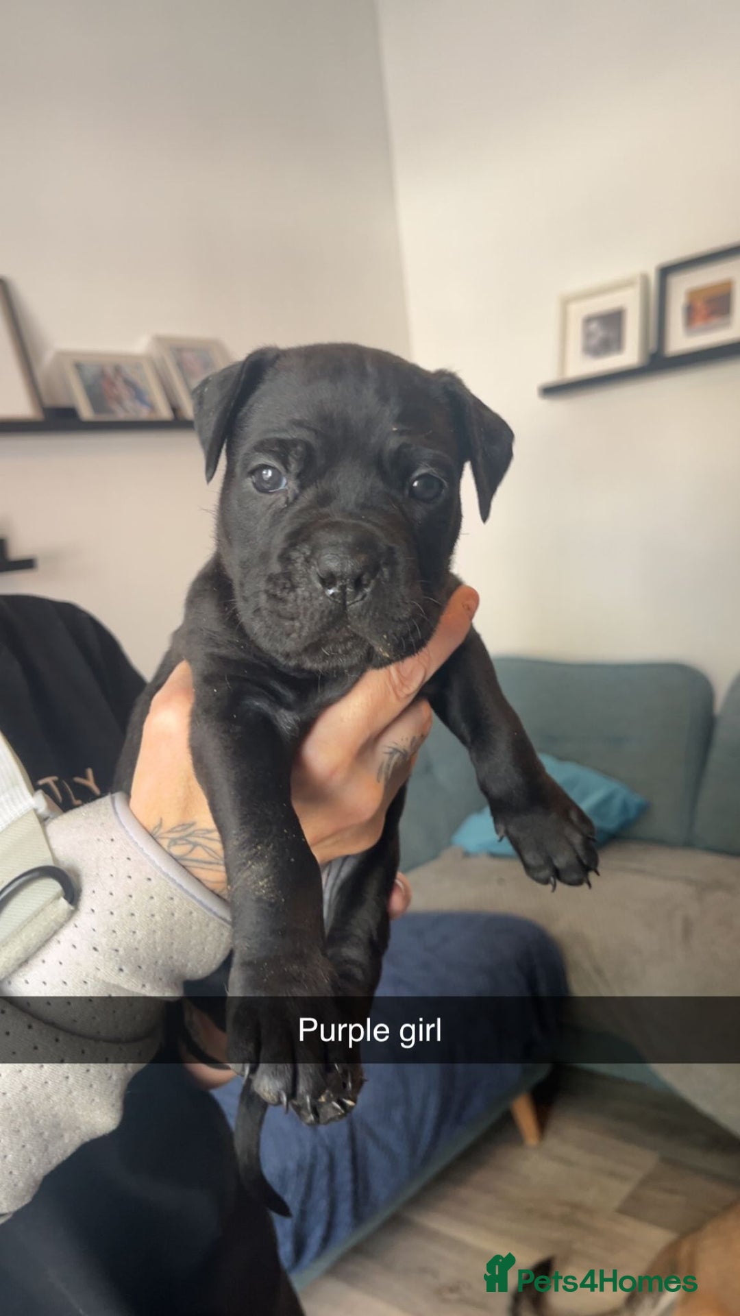 Cane Corso dogs for sale: Beautiful Cane Corso Puppies - Image 1