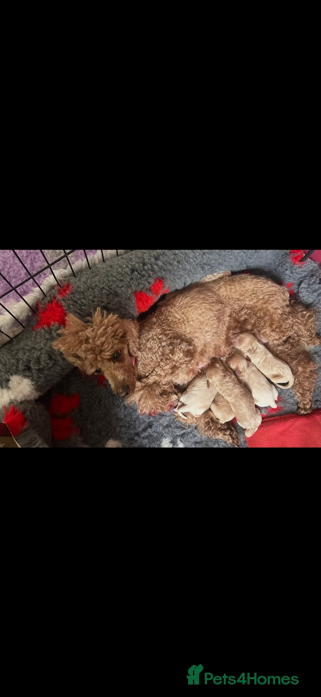 Maltipoo dogs for sale: Beautiful F1 Maltipoo’s  - Advert 5