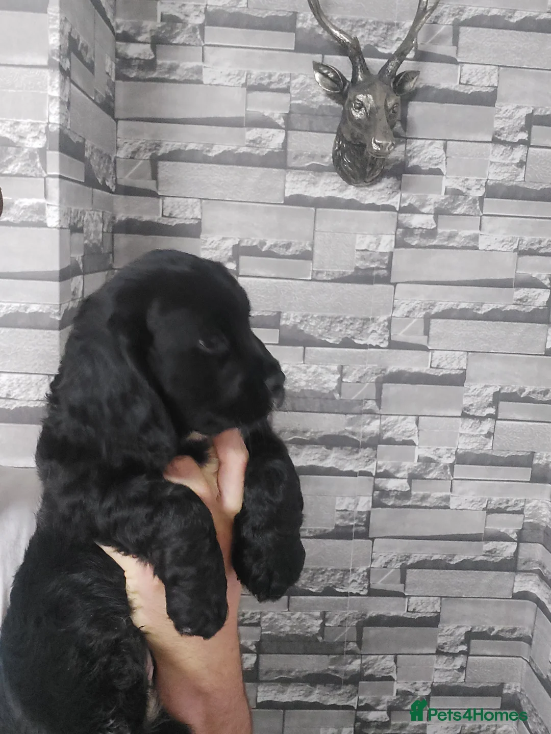 Sprocker dogs for sale: F1 SPROCKER SPANIELS ( 1 BOY LEFT )  - Advert 19