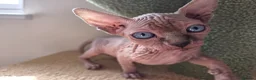 Sphynx cats for sale: Two beautiful Sphynx kitten in Stone - Advert 3