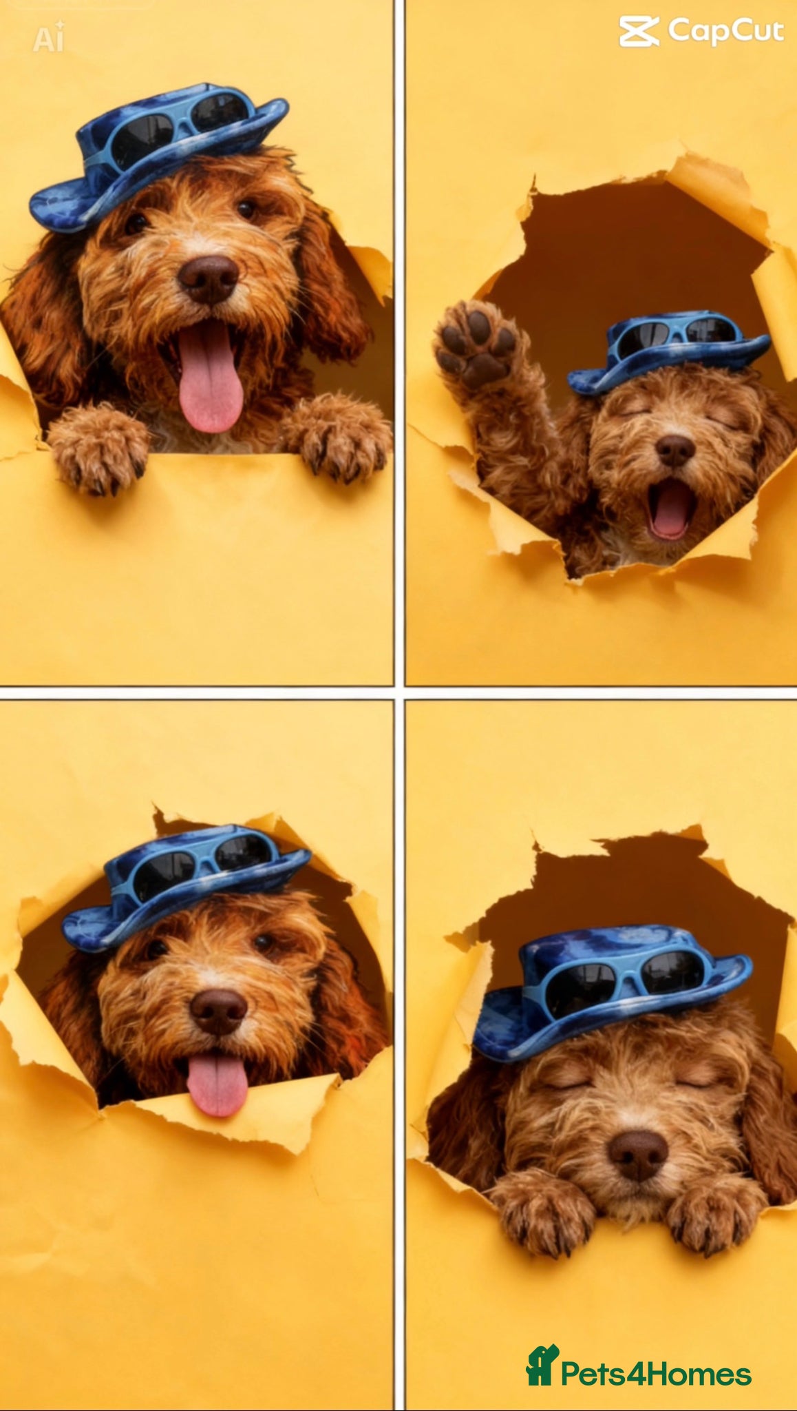 Sproodle dogs Reduced priceDNA tested Sproodle Puppies ready now - Advert 1