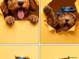 Sproodle dogs Reduced priceDNA tested Sproodle Puppies ready now - Advert 4